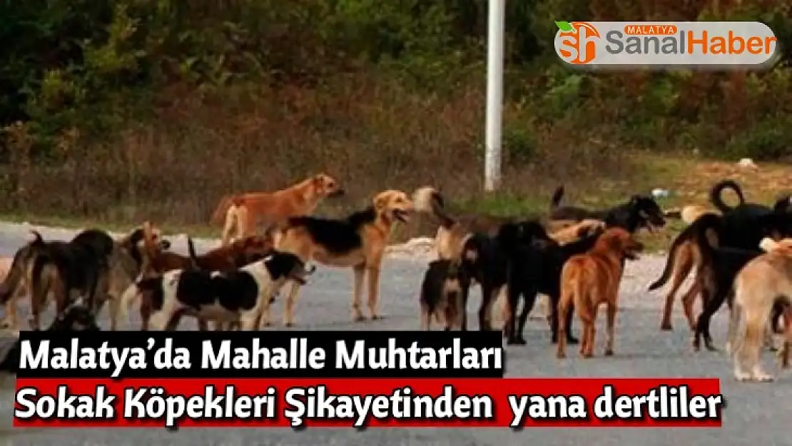 Malatya´da Mahalle Muhtarları Sokak Köpekleri Şikayetinden  yana dertliler