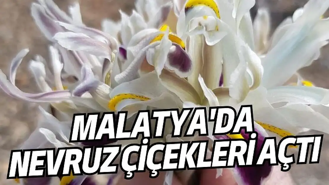 Malatyada Nevruz Çiçekleri açtı