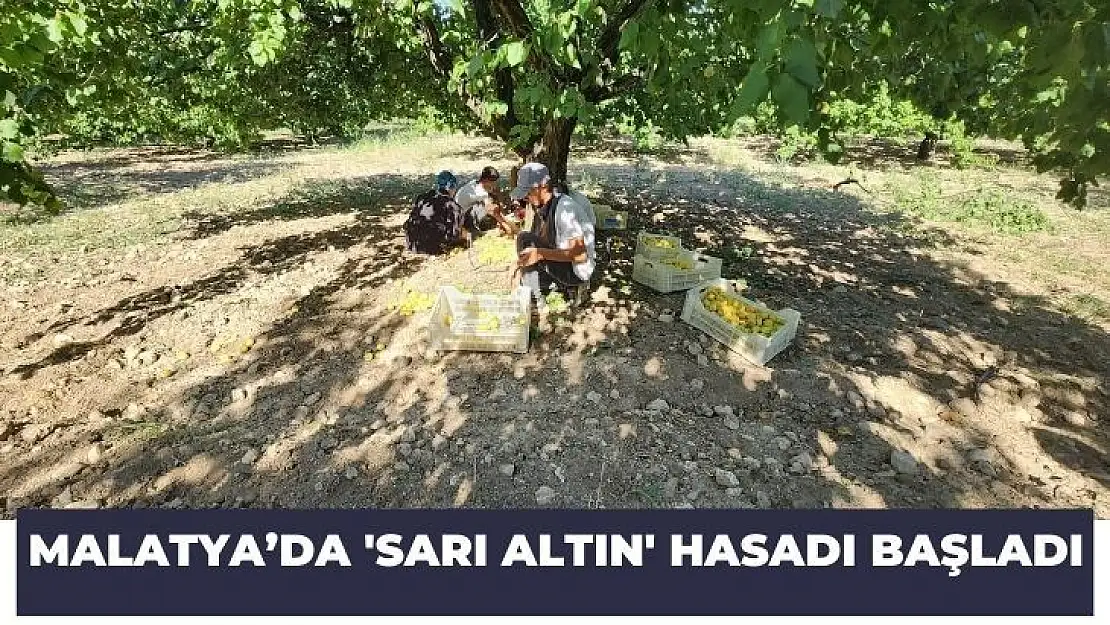 Malatyada sarı altın hasadı başladı