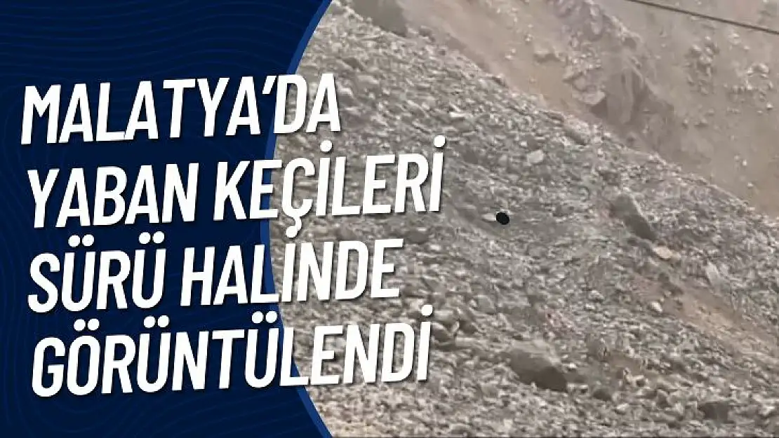 Malatyada yaban keçileri sürü halinde görüntülendi