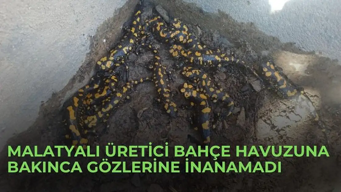 Malatyalı üretici bahçe havuzuna bakınca gözlerine inanamadı