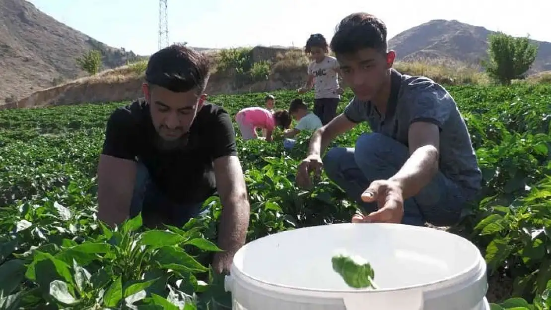'Meşhur Keban biberinde hasat başladı'
