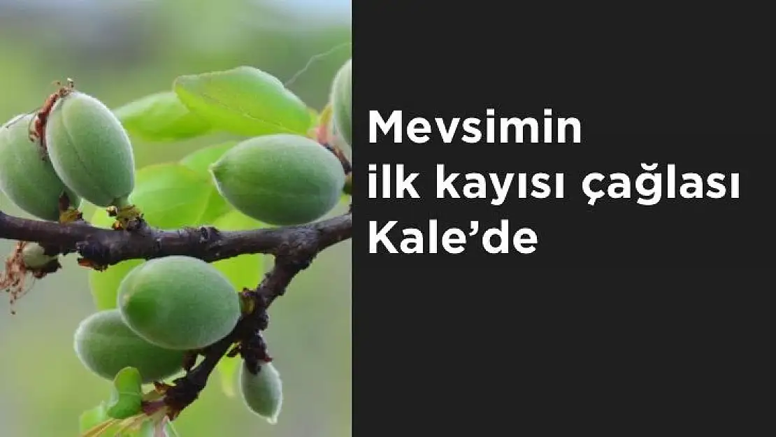 Mevsimin ilk kayısı çağlası Kale´de