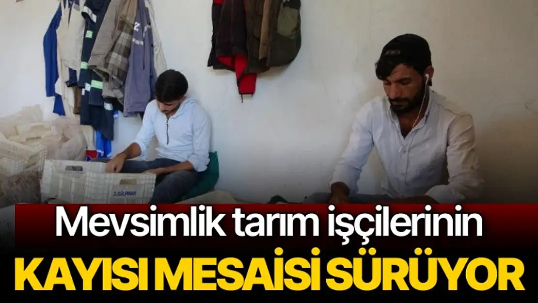 Mevsimlik tarım işçilerinin kayısı mesaisi sürüyor