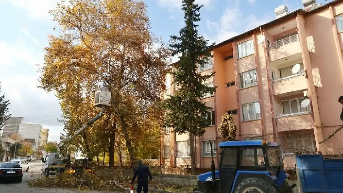 'Mevsimsel budama çalışmaları sürüyor'