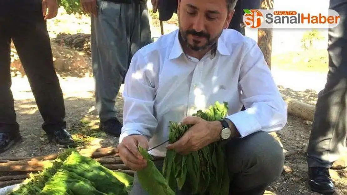 Milletvekili Aydın'dan tütün üreticilerine büyük müjde
