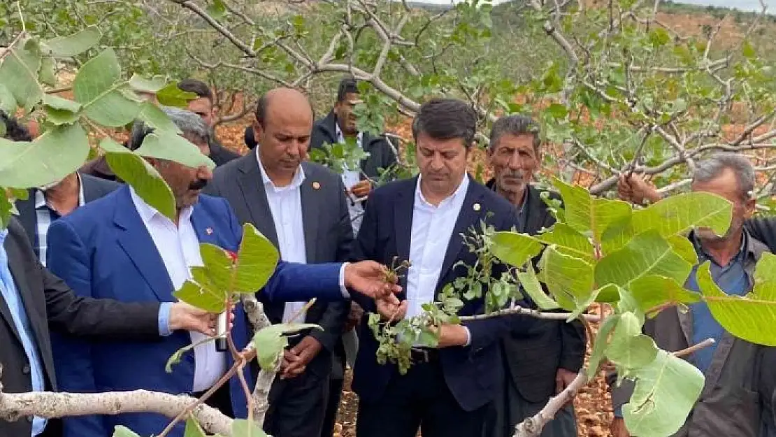 'Milletvekili Tutdere: ''Dolu afetinden dolayı ağaçlarda dal, ekinlerde başak kalmadı'''