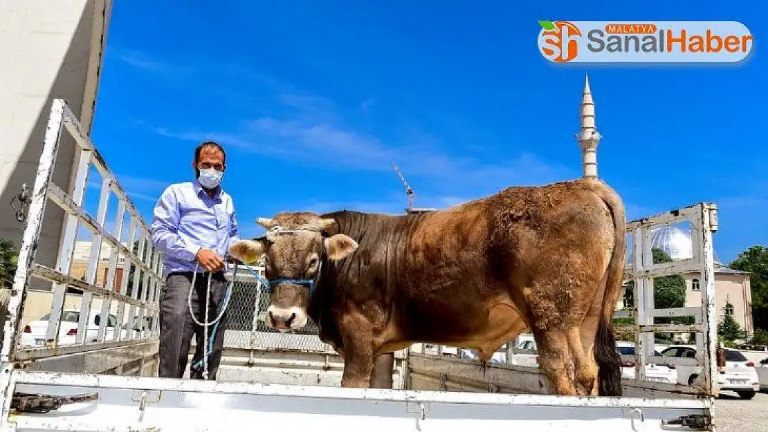 600 kg tosunu bağışladı  Başkan Gürkan´a teslim etti