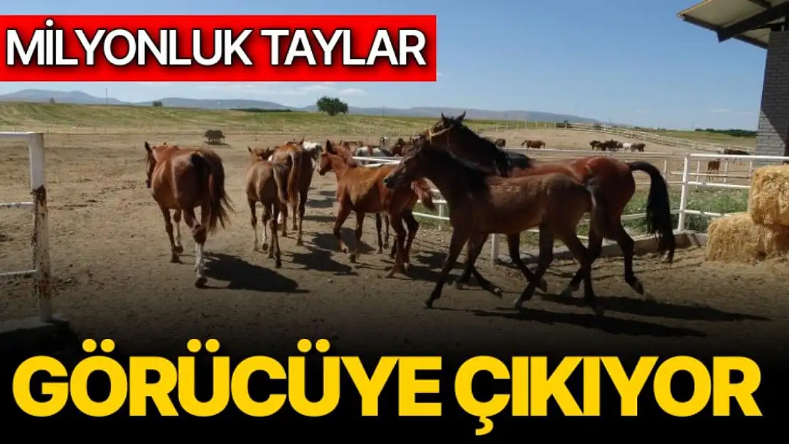 Milyonluk taylar görücüye çıkıyor