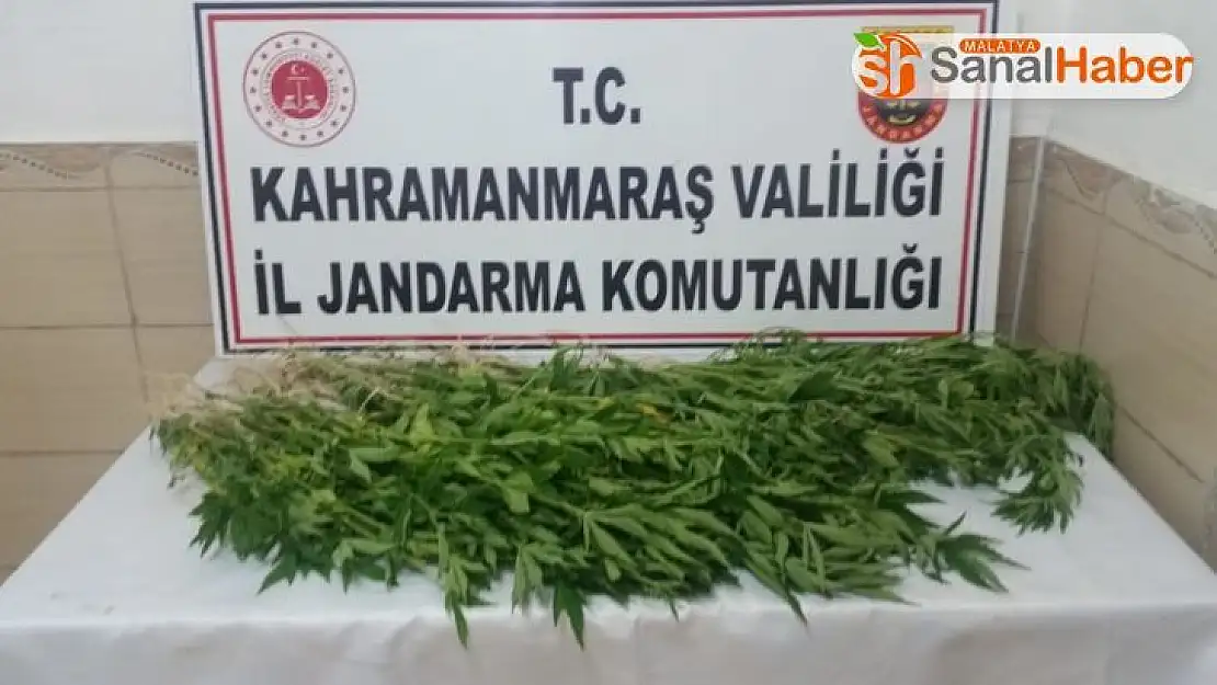 Mısır tarlasında kenevir ele geçirildi