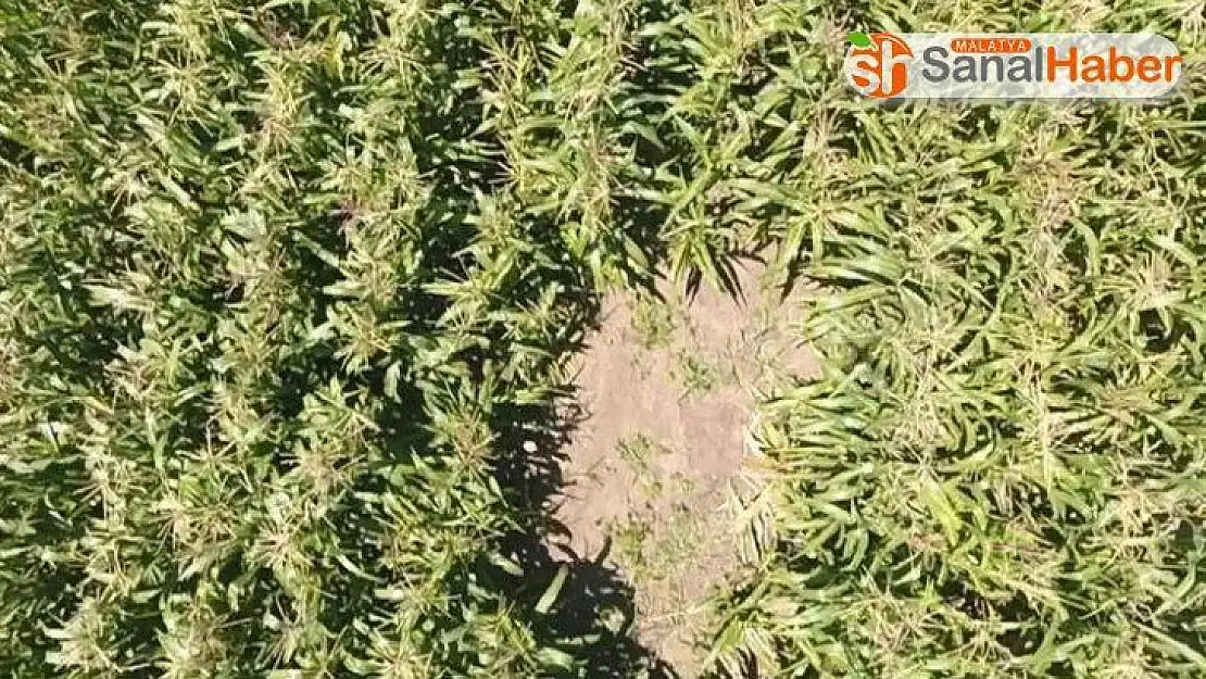 Mısır tarlasındaki kenevirleri drone yakaladı