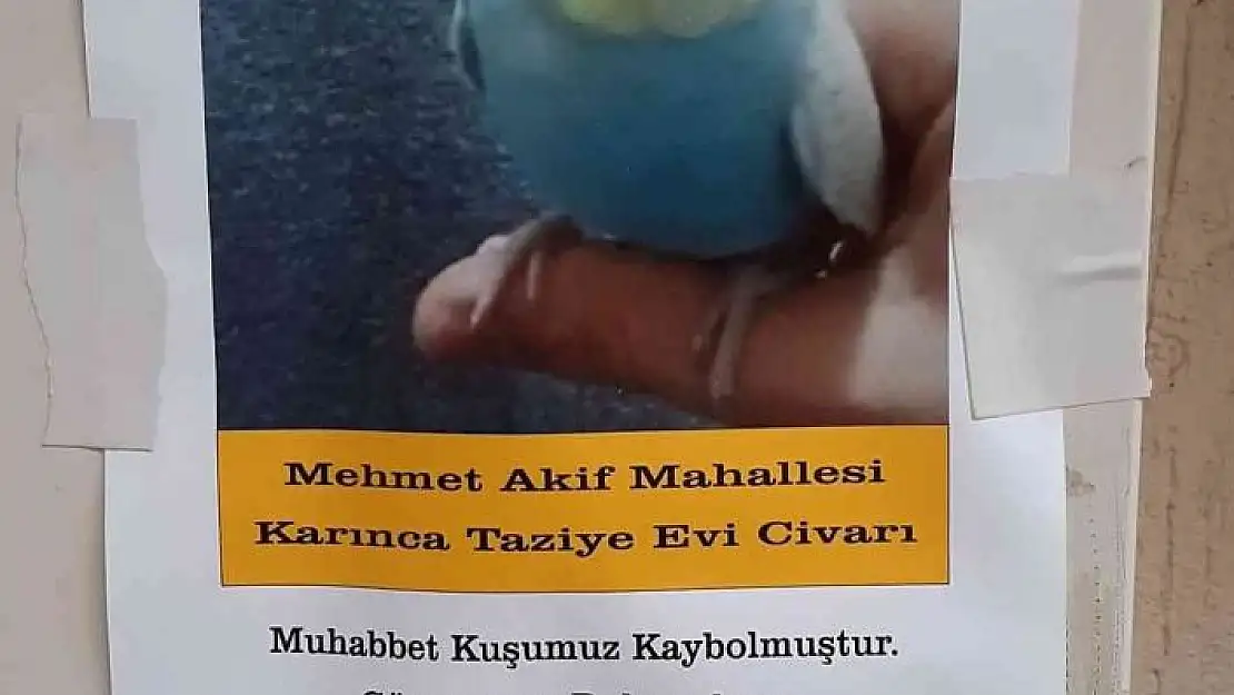 'Muhabbet kuşunu bulana ödül'