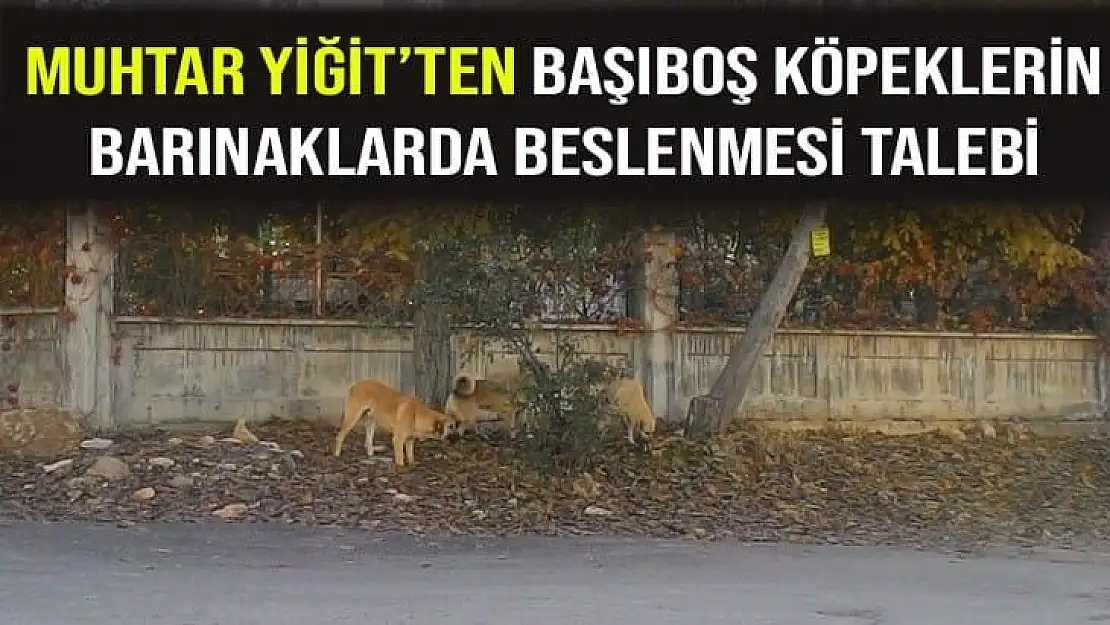 Muhtar Yiğit´ten başıboş köpeklerin barınaklarda beslenmesi talebi