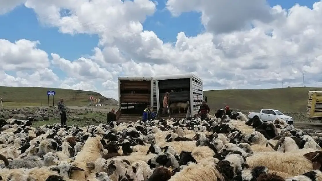 'Muhtarın öldürüldüğü sürü kavgası sonrası 4 bin 500 küçükbaş ilçe dışına taşındı'