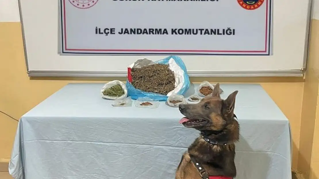 'Narkotik köpeği uyuşturucu tacirlerine göz açtırmıyor'