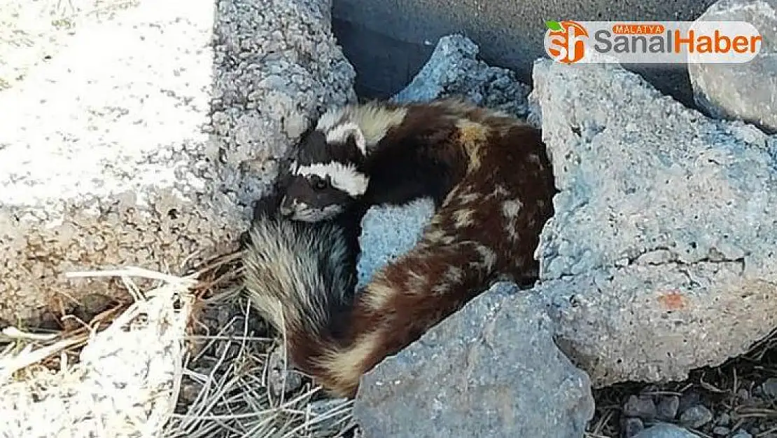 Nesli tükenmekte olan alaca sansar, Sivas'ta görüldü