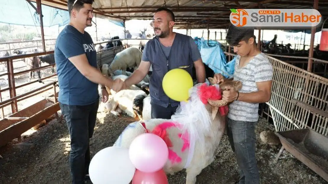 Nişanlıya süslü kurbanlık koç