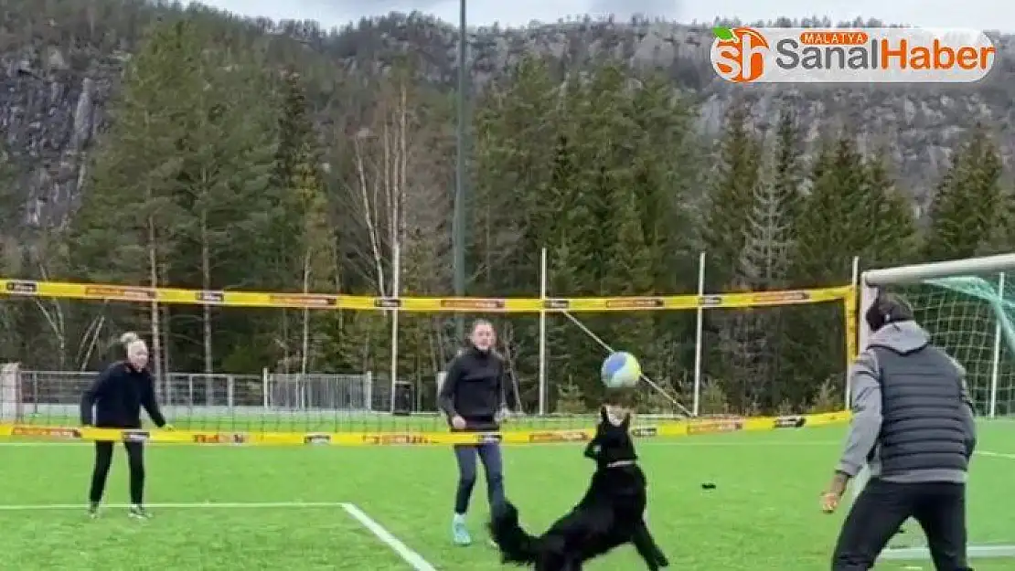 Norveçli voleybolcunun köpeğiyle antrenmanı hayran bıraktı