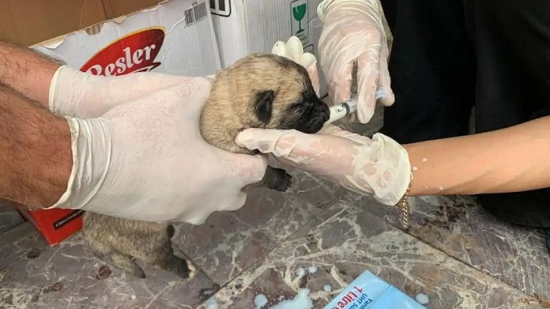 'Ölüme terk edilen yavru köpekler, biberonla beslenmeye başlandı'