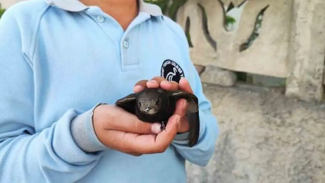 'Ömrünü havada geçiren ebabil kuşu yaralı halde bulundu'