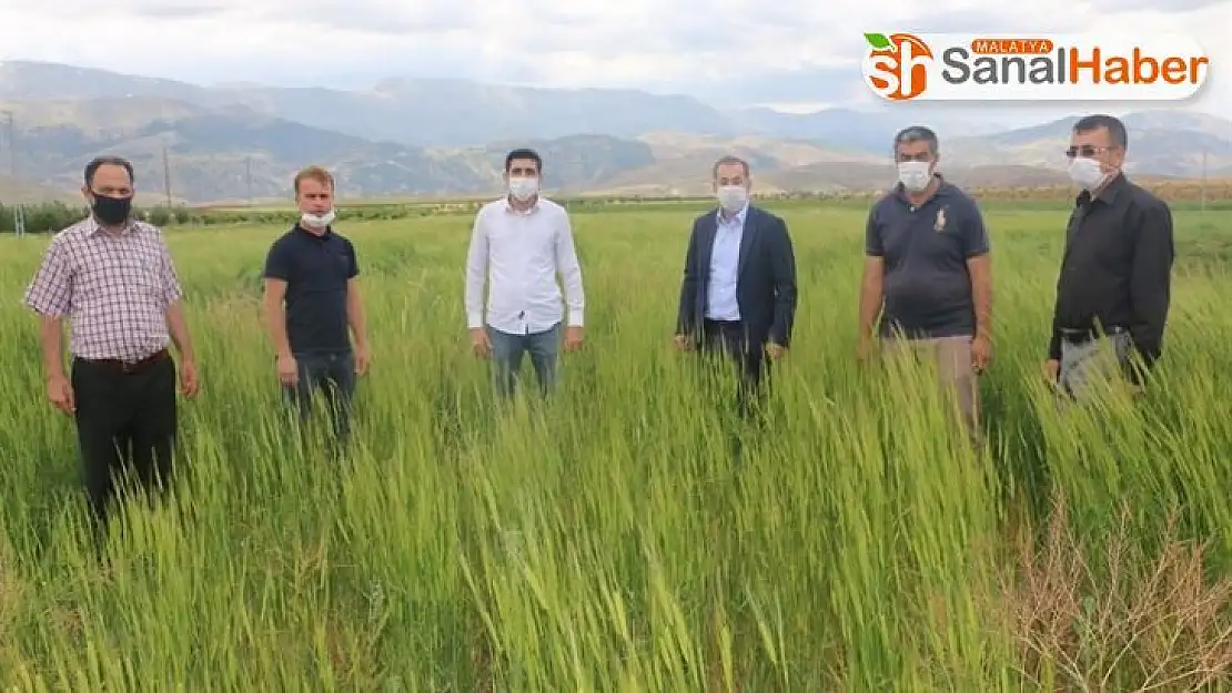 On bin yıllık siyez buğdayı, Ekinözü'nde ilk kez ekildi