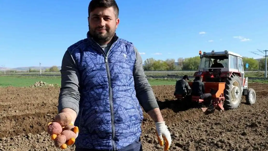 'On binlerce tohumluk patatesi elleriyle toprakla buluşturdular'