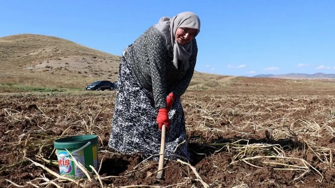 'Onlarca kişi tarlaya akın etti, toprağın altından elleri ile tek tek çıkartıyorlar'