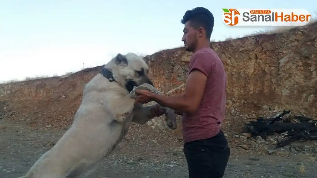 Otomobil fiyatına çoban köpeği