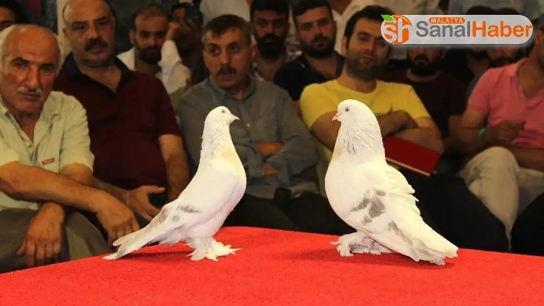 Otomobil fiyatına güvercin