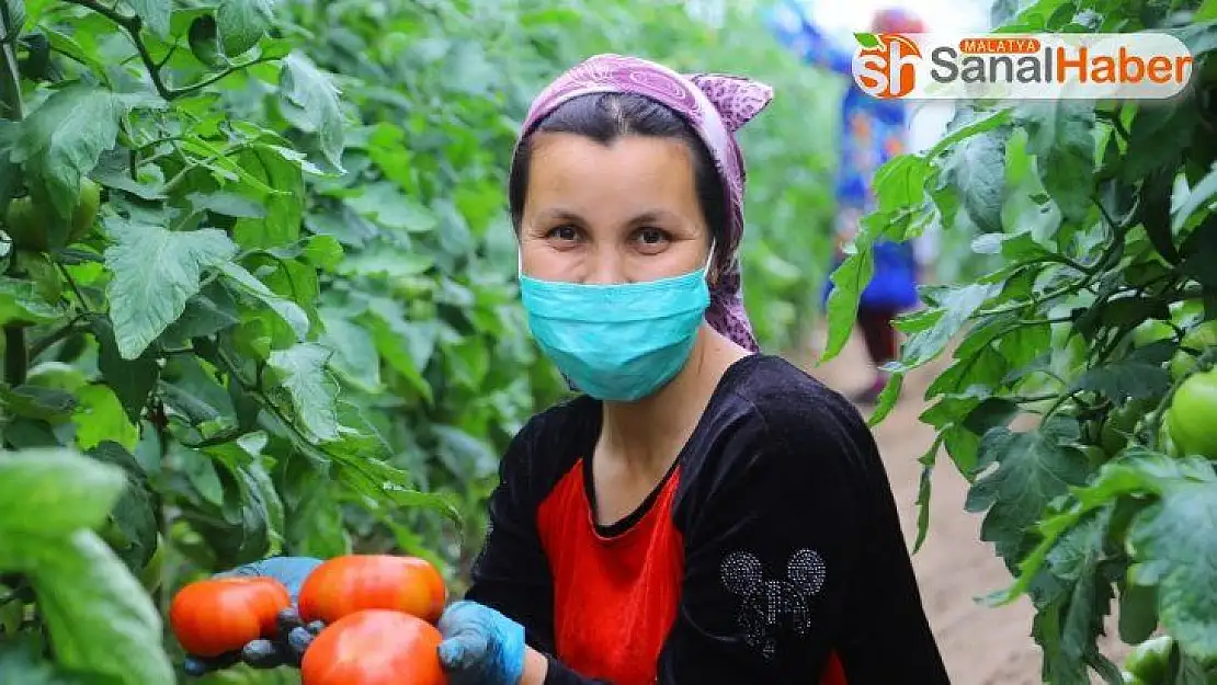 Özbekistan'da dar gelirli ailelere sera desteği