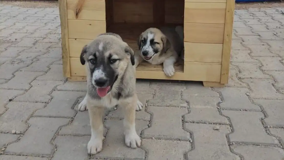 'Özel çocuklar için yavru köpeklere kulübe'