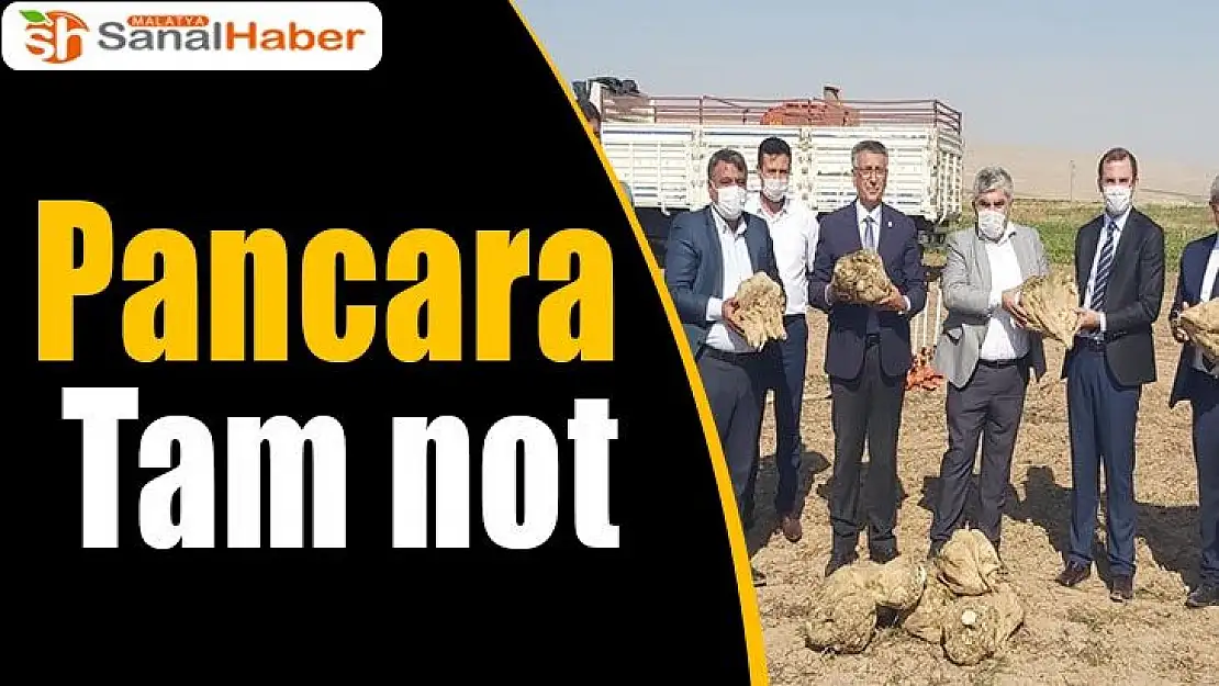 Pancara tam not