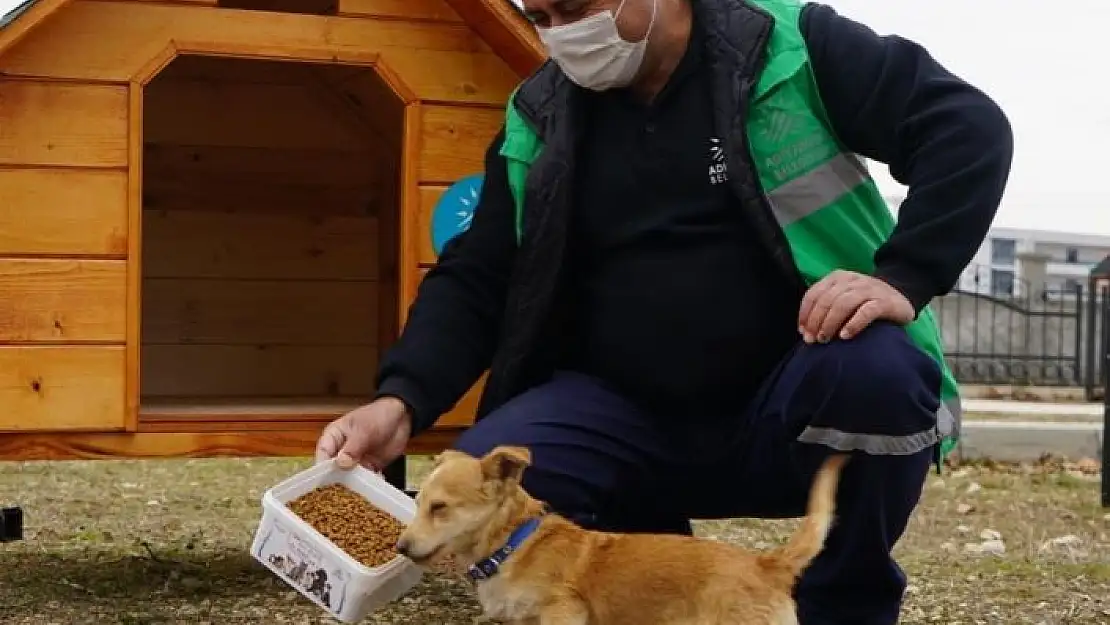 'Parklara kedi ve köpek evleri kuruluyor'