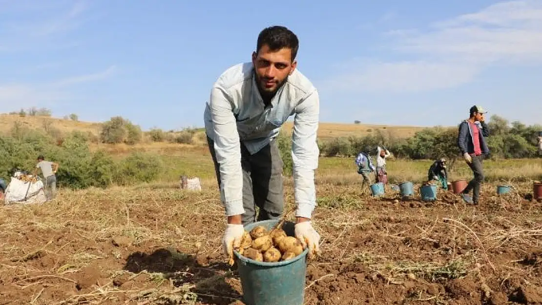 'Patatesin tarlada 75 kuruşa düşmesi üreticiyi üzdü'