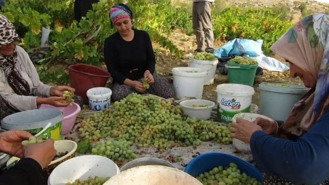 'Peygamber üzümü hasadı başladı'