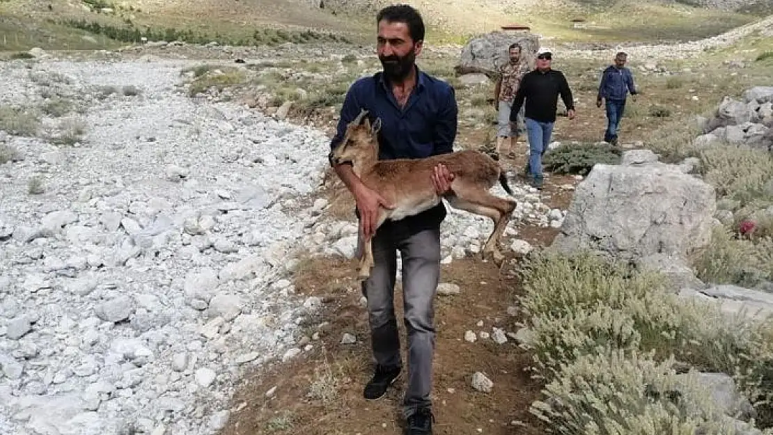 'Piknikçilerin bulduğu yavru yaban keçisine şefkat eli uzandı'