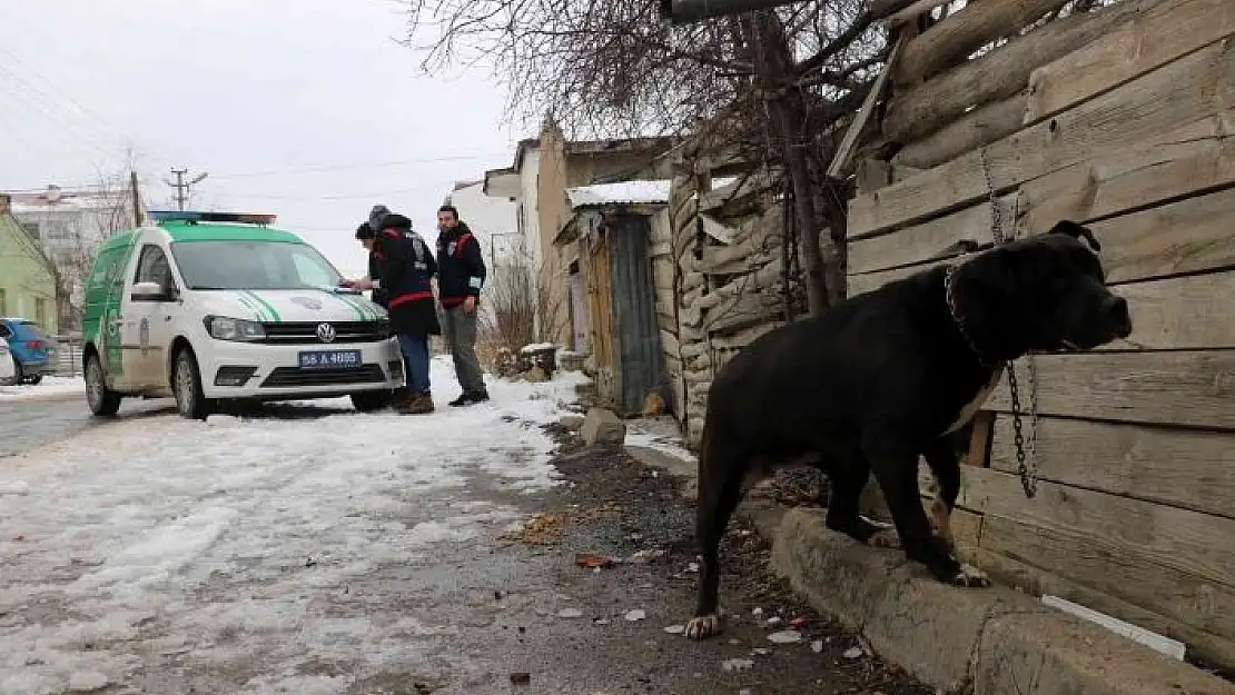 'Pitbull ile sokağa çıkınca yaklaşık 15 bin TL para cezası'