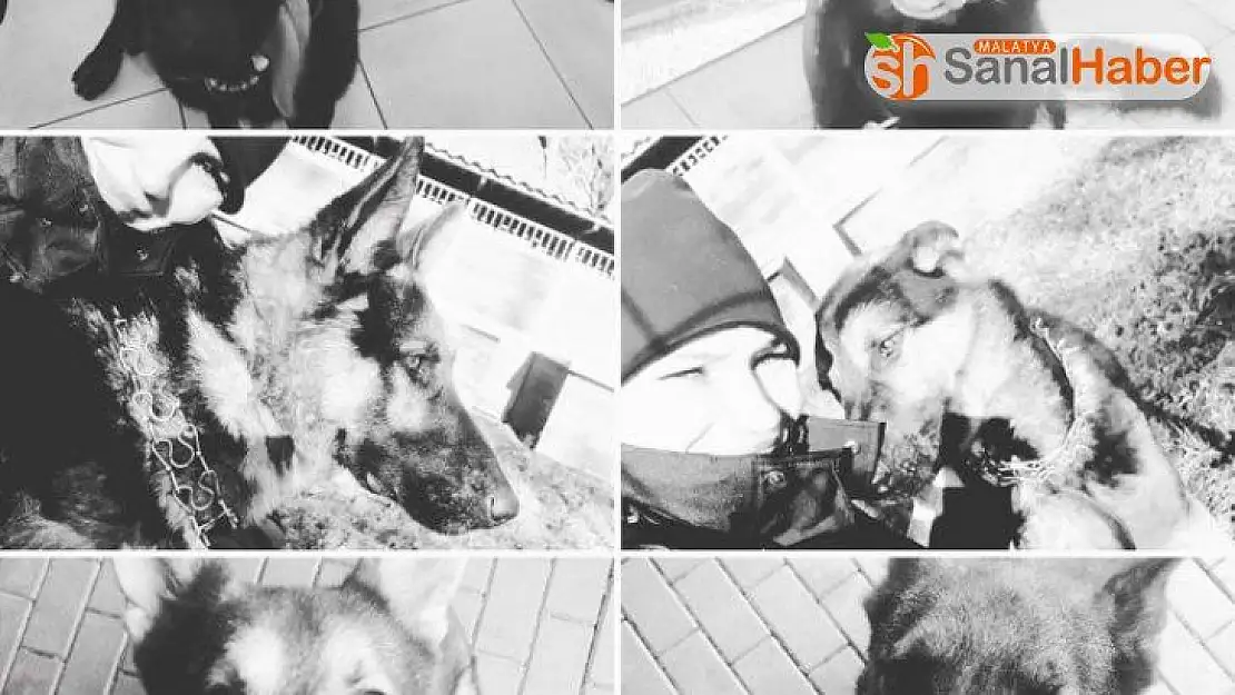Polonya'da 6 polis köpeği feci şekilde can verdi