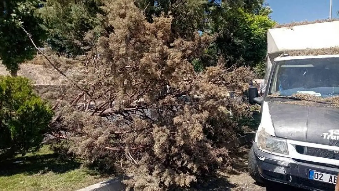 'Refüjdeki ağacı devirerek karşı şeride geçti'