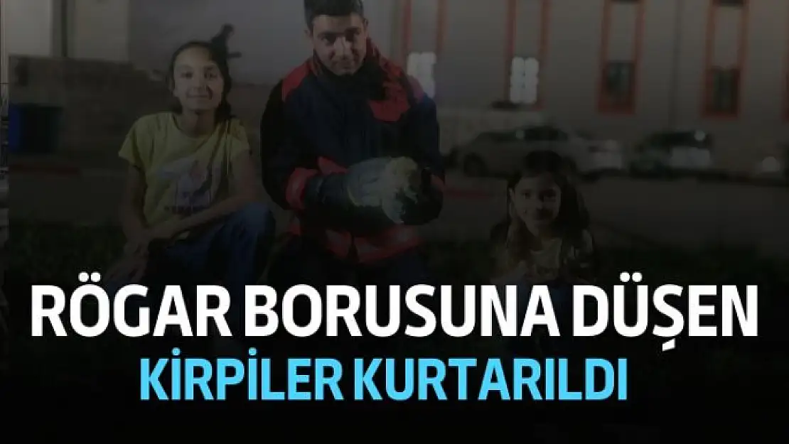 Rögar borusuna düşen kirpiler kurtarıldı