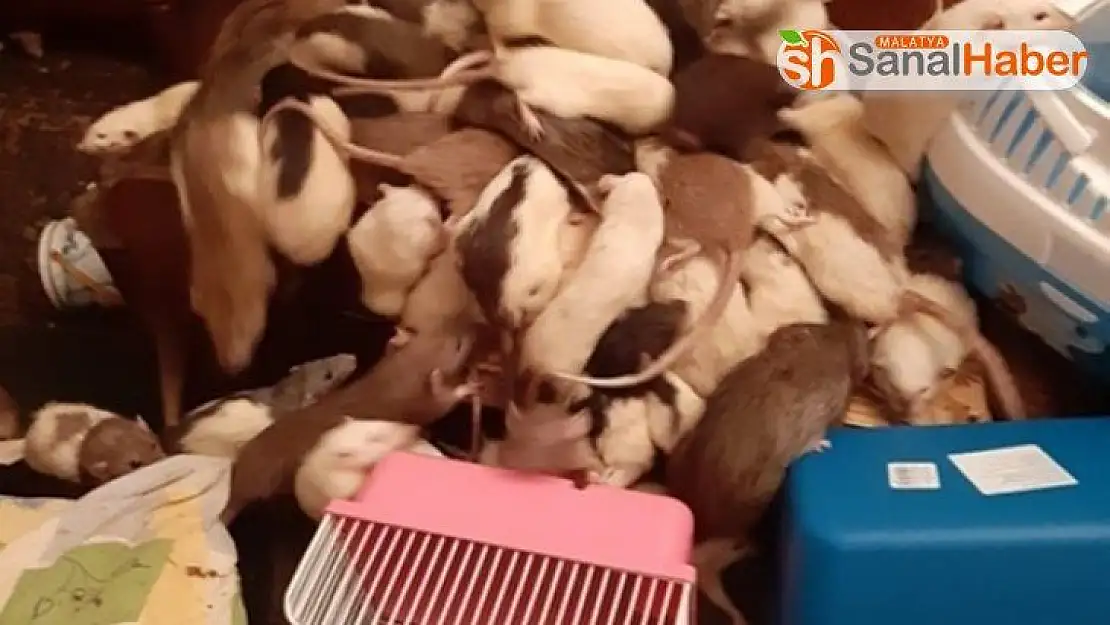 Rusya'da bir kadının yüzlerce fareyle birlikte yaşadığı ortaya çıktı