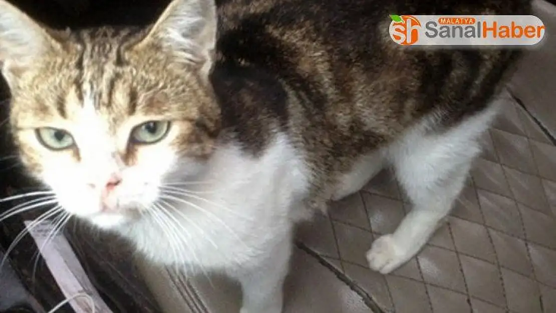 Rusya'da uyuşturucu taşıyan kedi ortadan kayboldu