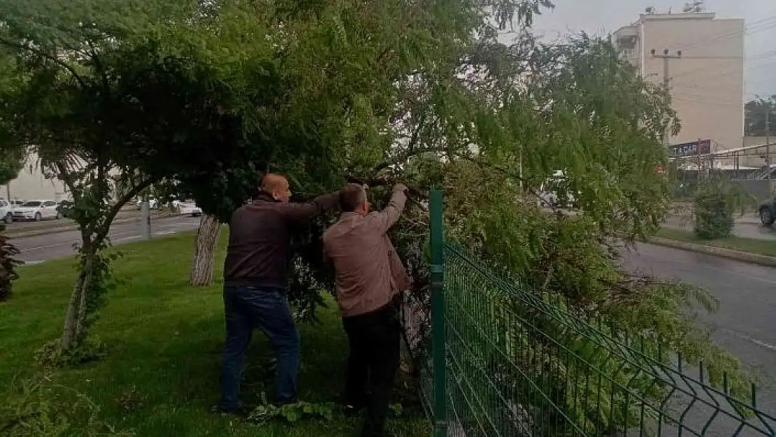 'Rüzgar ve şiddetli yağış, ağaçlara zarar verdi'