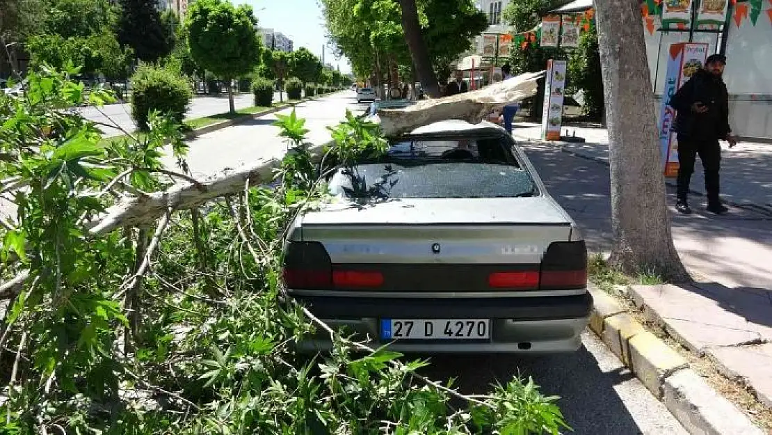 'Rüzgarda kırılan dal otomobilin üzerine düştü'