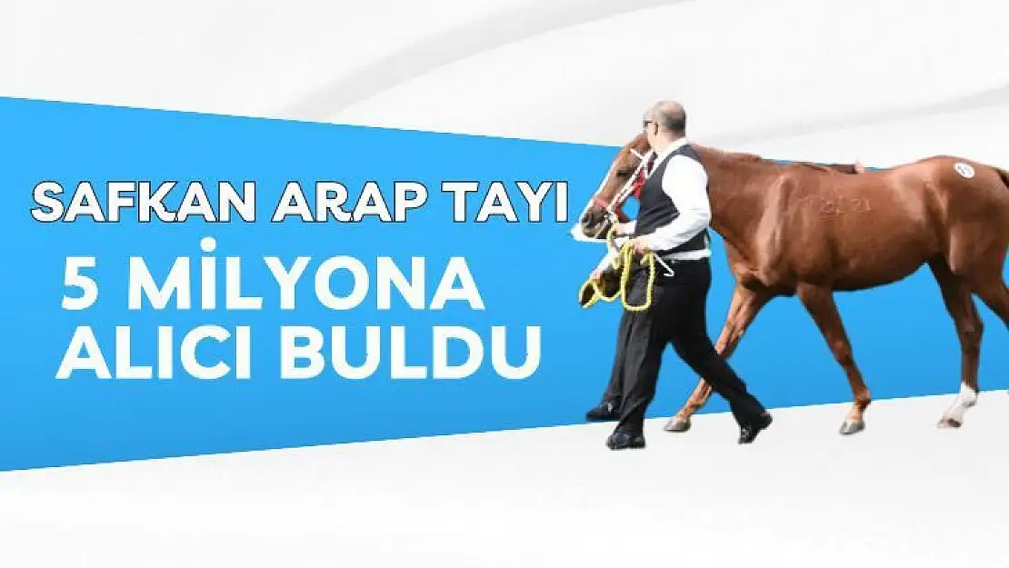 Safkan Arap tayı 5 milyona alıcı buldu