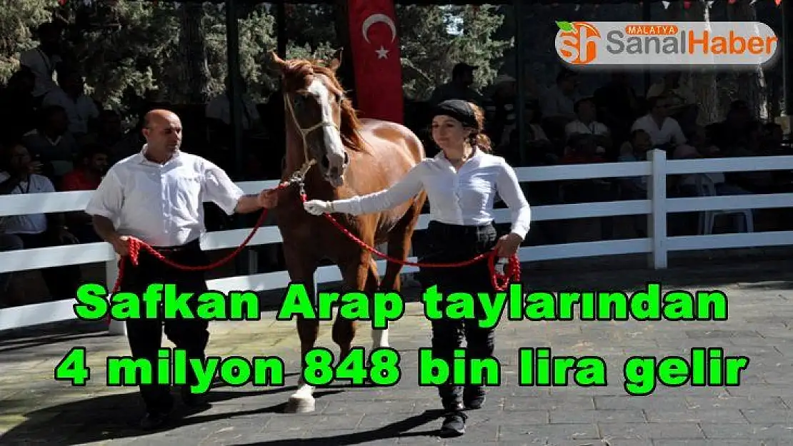 Safkan Arap taylarından 4 milyon 848 bin lira gelir