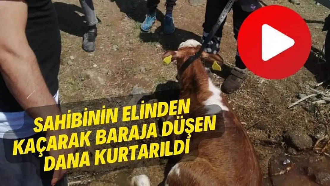 Sahibinin elinden kaçarak baraja düşen dana kurtarıldı