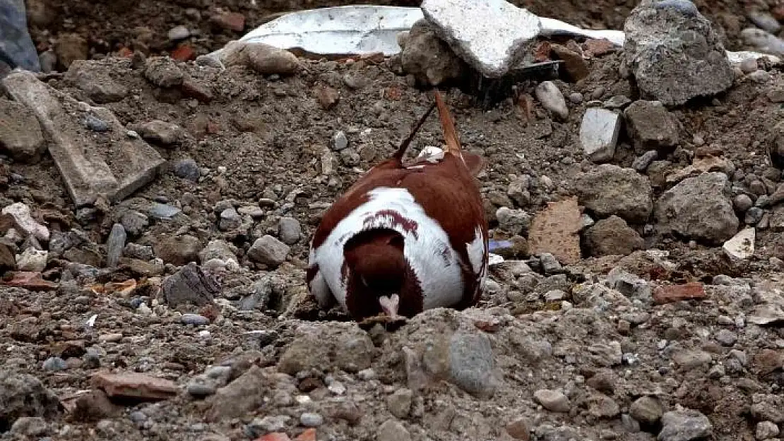 'Sahipsiz kalan cins güvercinler deprem enkazında yem aradı'