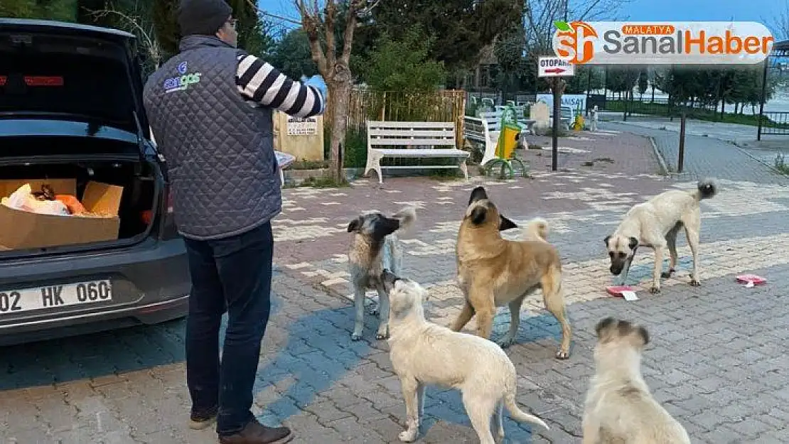 Samsat Belediyesi aç kalan hayvanları unutmadı