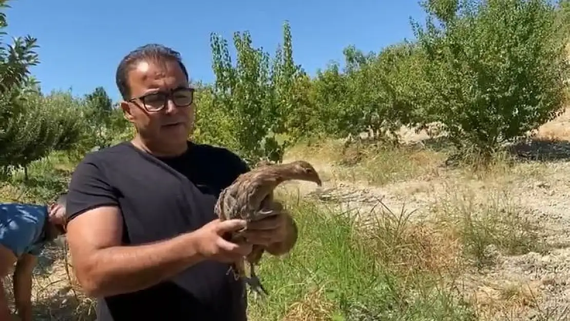 'Samsat Belediyesi doğaya sülün bıraktı'